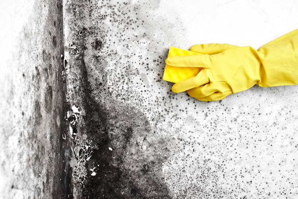 Best DIY Mold Remediation Support Services in Coppell, TX