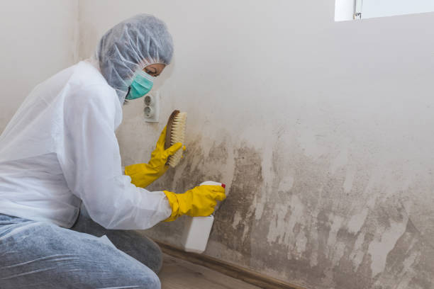 Best Localized Mold Remediation (e.g., coastal areas, humid climates) in Coppell, TX
