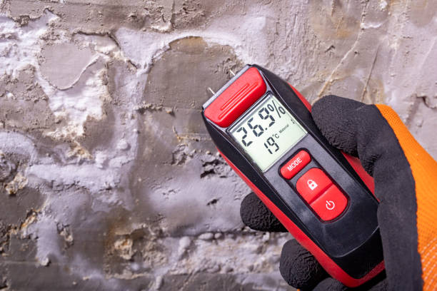 Best White Mold Remediation in Coppell, TX