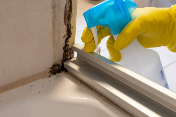 Best Kitchen Mold Remediation in Coppell, TX