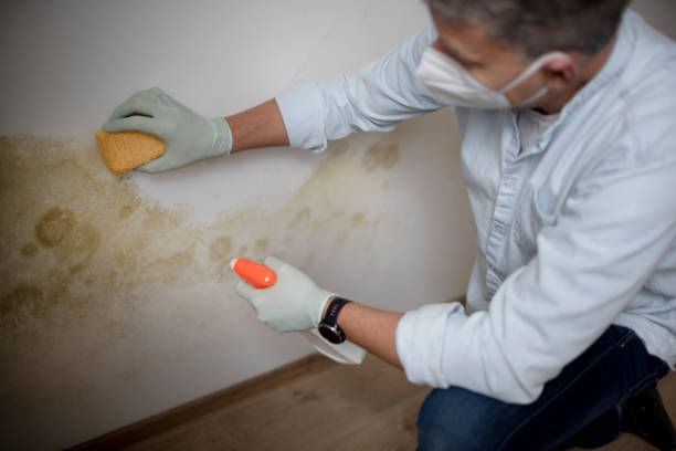 Best Black Mold Remediation in Coppell, TX