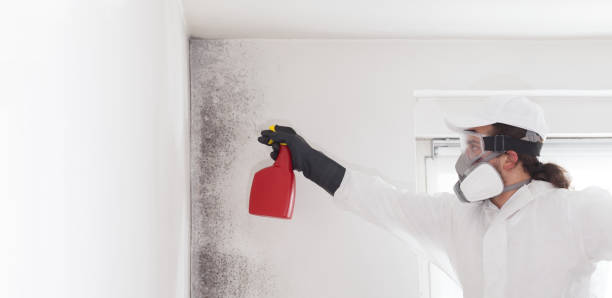 Best Preventive Mold Services in Coppell, TX