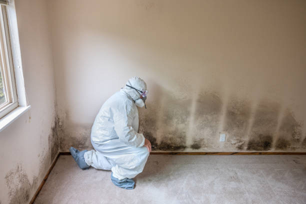 Best Black Mold Remediation in Coppell, TX