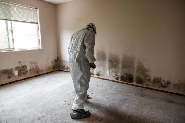 Best Residential Mold Remediation in Coppell, TX