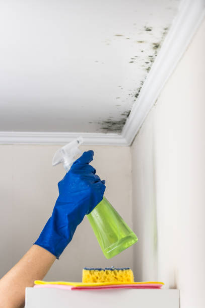 Best Bathroom Mold Remediation in Coppell, TX